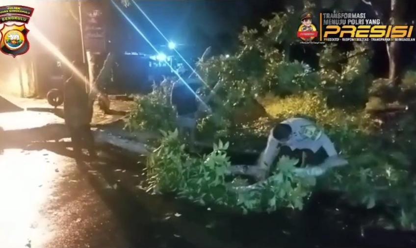 Kompak, Polsek Muara Bangkahulu Dibantu Warga Evakuasi Pohon Tumbang