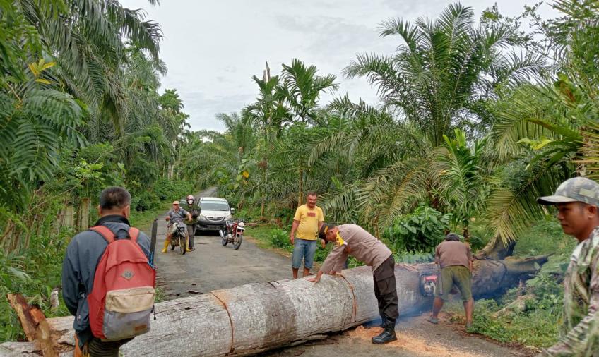 Pohon Tumbang Tutupi Jalan Lintas, Bhabinkamtibmas Polres Kaur  Bersama Warga Bersihkan Jalan