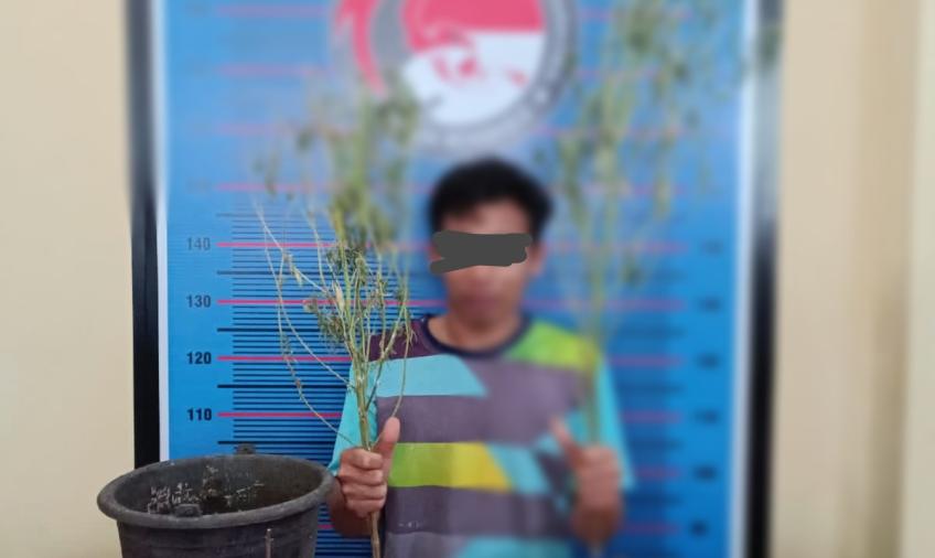 Tanam Ganja di Pot, Pemuda Kota Bengkulu Diringkus Polda Bengkulu