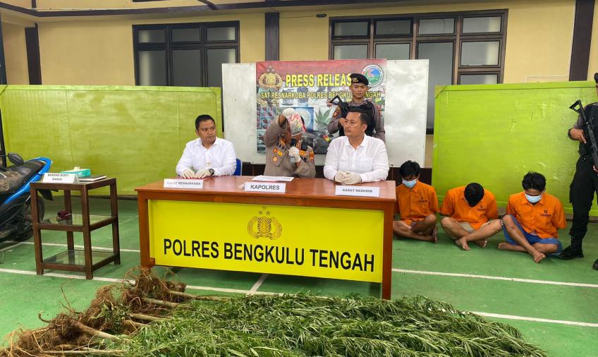 Polres Benteng Amankan 32 Batang Ganja di Kepahiang