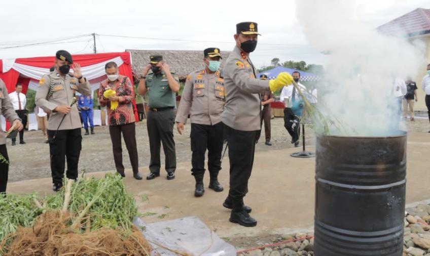 Kunker ke Polres Benteng, Kapolda Bengkulu Musnahkan 32 Batang Ganja