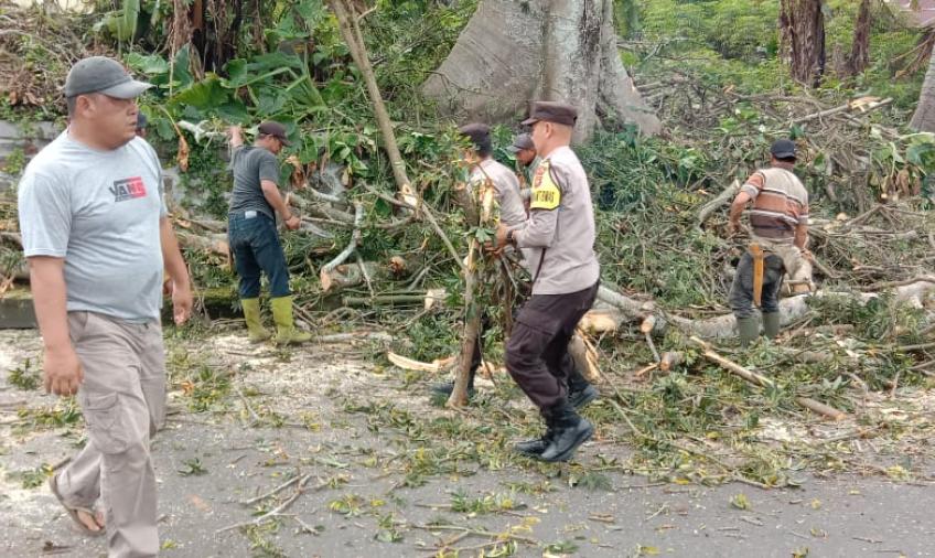 Dua Pohon Bahayakan Warga Ditebang, Polisi Lakukan Pengaturan Arus Lalu Lintas