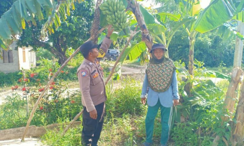 Ketahanan Pangan, Bhabinkamtibmas Polsek Enggano Sambangi Kebun Warganya