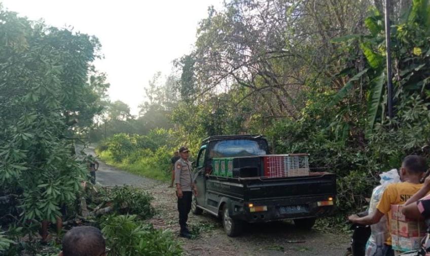  Bhabinkamtibmas Polsek Putri Hijau Dan Warga Saat Evakuasi Pohon Tumbang 