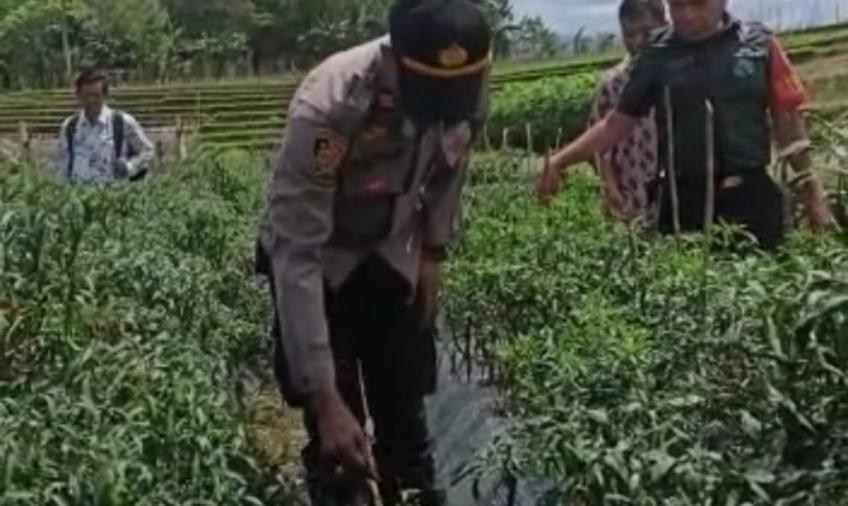 Kapolsek Kerkap Blusukan ke Lokasi Pertanian Cabai