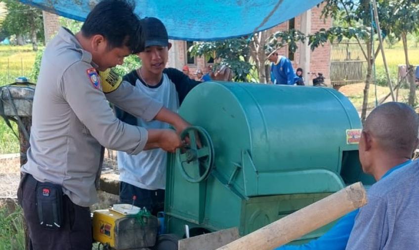 Bhabinkamtibmas Polsek Lebong Utara Bantu Warga Memanen Pagi di Sawah