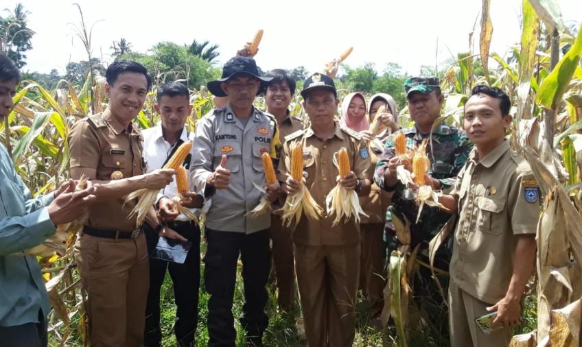 Bhabinkamtibmas Hadiri Panen Jagung Dukung Ketahanan Pangan