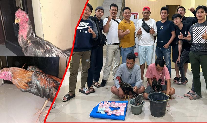 Gerebek Judi Sabung Ayam, Polisi Amankan 2 Pria, 2 Ekor Ayam dan Uang Tunai