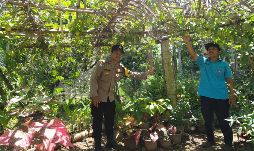 Bhabinkamtibmas Polsek Putri Hijau Kunjungi Lahan Holtikultura