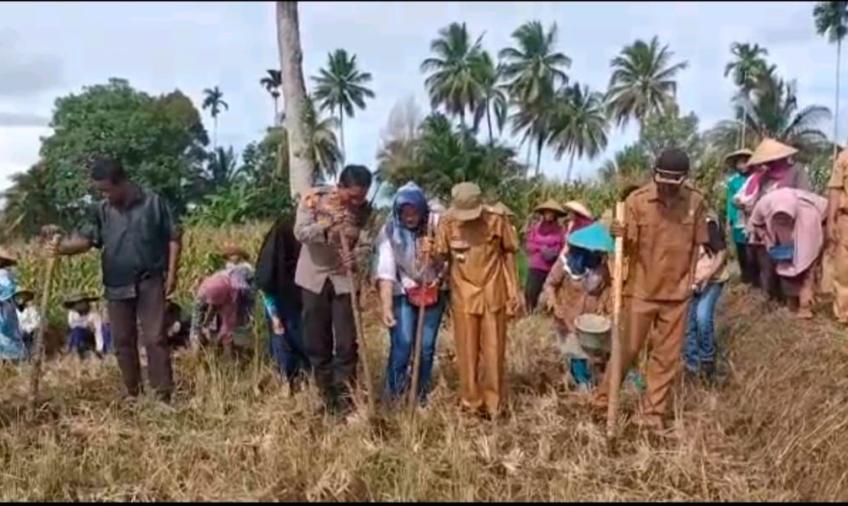 Guna Memmendukung Program Ketahanan Pangan, Kapolsek Kerkap Turun Langsung ke Lapangan Menanam Jagung 