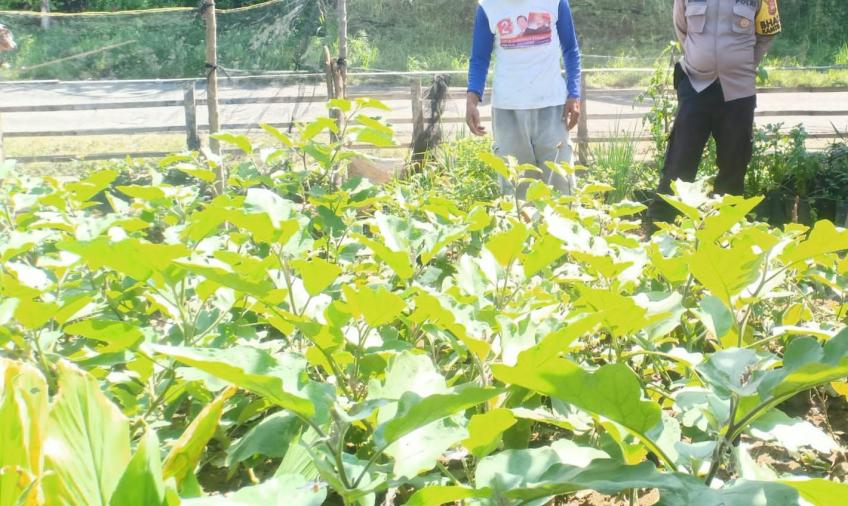 Polsek Kerkap Turun ke Lapangan dan Dukung Program Ketahanan Pangan