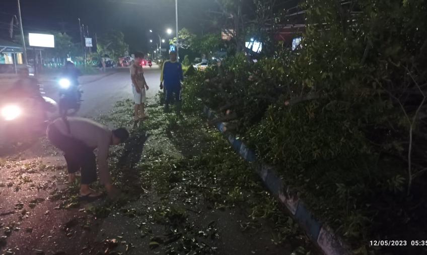 Polisi dan Warga Evakuasi Pohon Tumbang di Depan Masjid Jamik Babussalam
