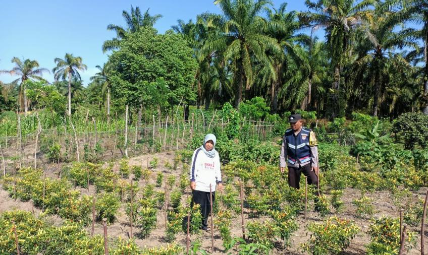 Sambangi Warga, Bhabinkamtibmas Polsek Putri Hijau Berikan Motivasi Untuk Menjaga Ketahanan Pangan