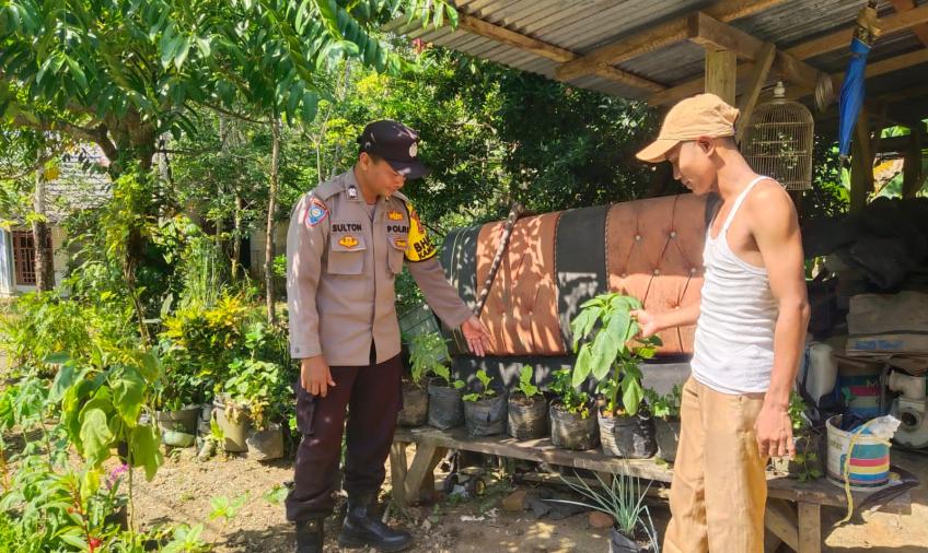 Sambang Warga, Bhabinkamtibmas Polsek Putri Hijau Bantu Panen Terong
