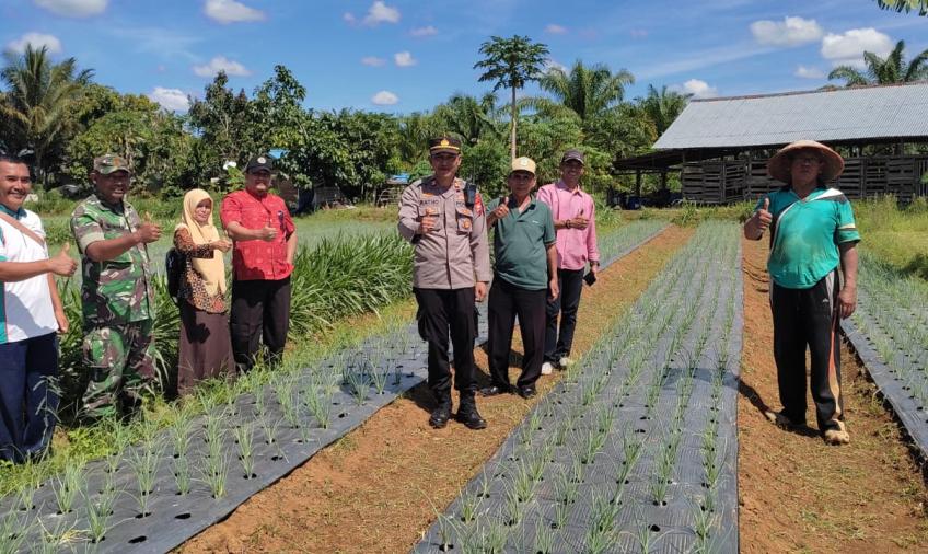 Dukung Program Ketahanan Pangan, Kapolsek Turun ke Lokasi Pertanian Bawang Merah