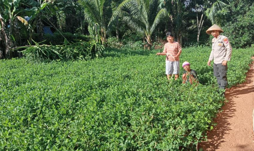 Polisi RW Memotivasi Petani Kacang di Desa