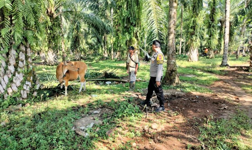 Sambangi Warga yang Beternak Sapi, Bhabinkamtibmas Sampaikan Imbauan dan Motivasi
