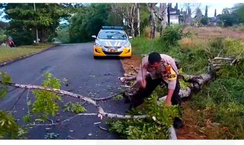 Quick Response, Polsek Gading Cempaka Evakuasi Pohon Tumbang