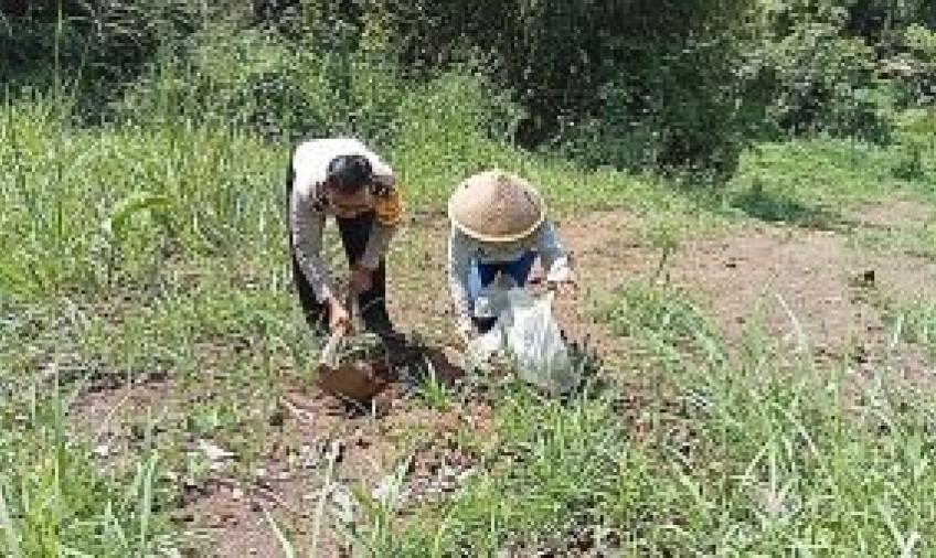 Gelar Sambang, Bhabinkamtibmas Polsek PUT Ikuti Kegiatan Tanam Bersama Warga