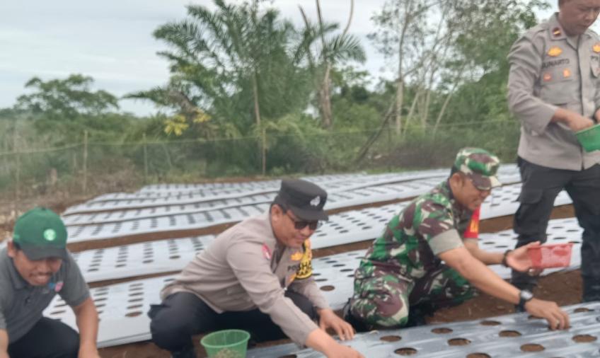 Program Ketahan Pangan, Bhabinkamtibmas Polsek Padang Jaya Ikuti Giat Penanaman Bawang Merah