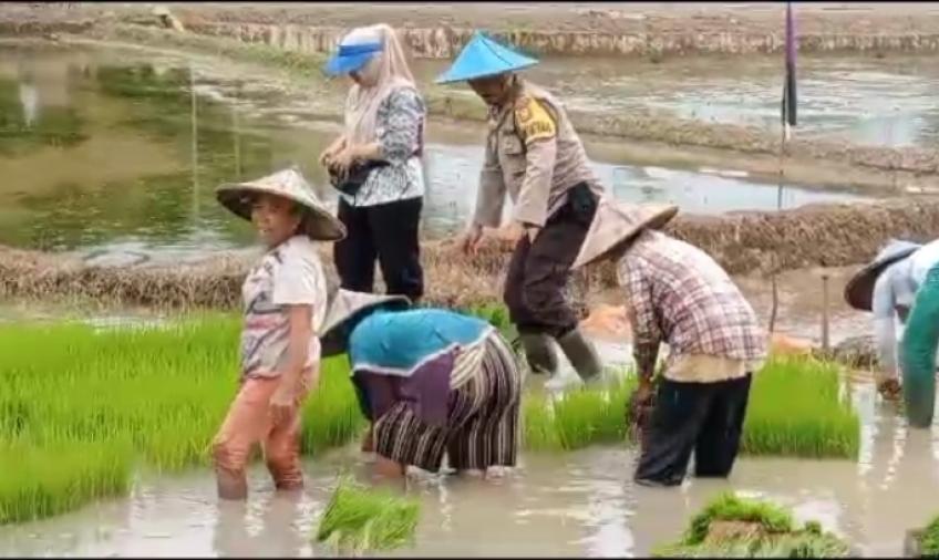 Membaur, Bhabinkamtibmas Turut Cabut Bibit Padi Warga Desa Muning Agung
