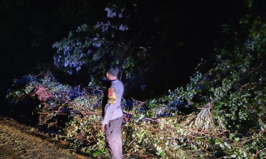 Quick Respon, Polsek Pino Datangi TKP Pohon Tumbang di Desa Kayu Ajaran 