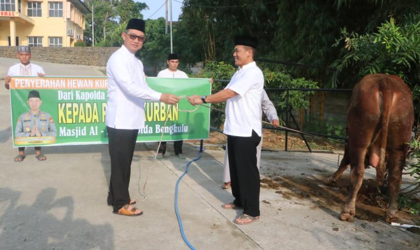 Polda Bengkulu Distribusikan Hewan Kurban 104 Sapi dan 12 Ekor Kambing