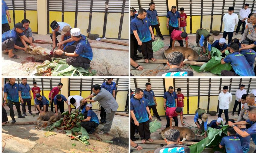 Laksanakan Qurban Presisi, Polresta Bengkulu Potong 3 Ekor Sapi dan 2 Ekor Kambing 