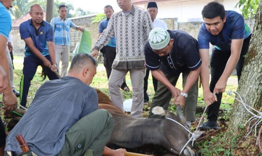 Peringati Hari Raya Idul Adha 1444 H, Polres Kepahiang Laksanakan Penyembelihan Hewan Kurban