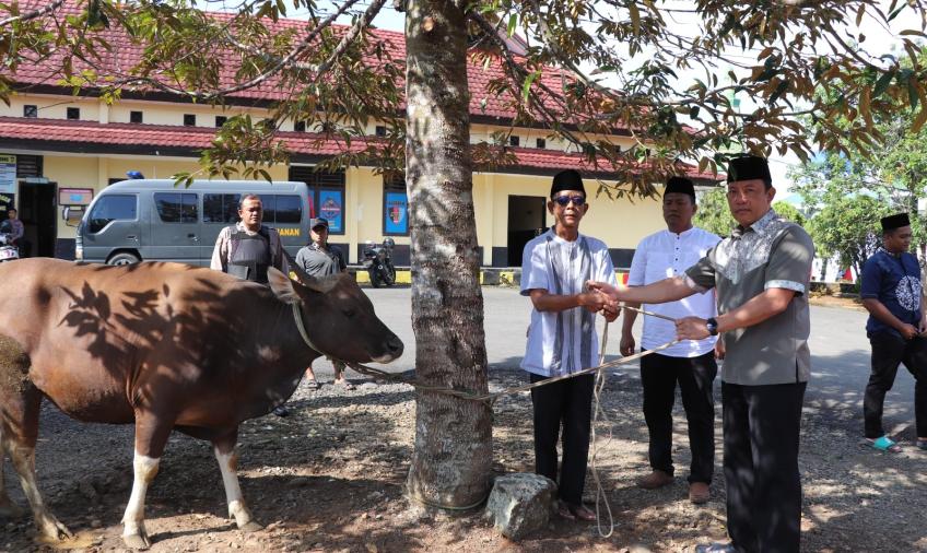 Iduladha, Kapolres Lebong, PJU dan Kapolsek Jajaran Berkurban Sapi, Bagikan Ratusan Kupon Kepada Masyarakat