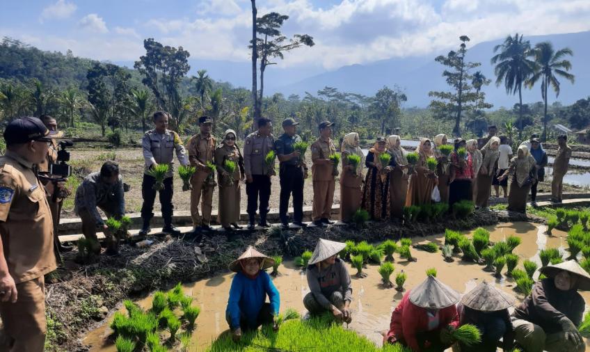 Kapolsek Lebong Utara dan Bhabinkamtibmas Turun Tanam MT2 di Desa Ladang Palembang