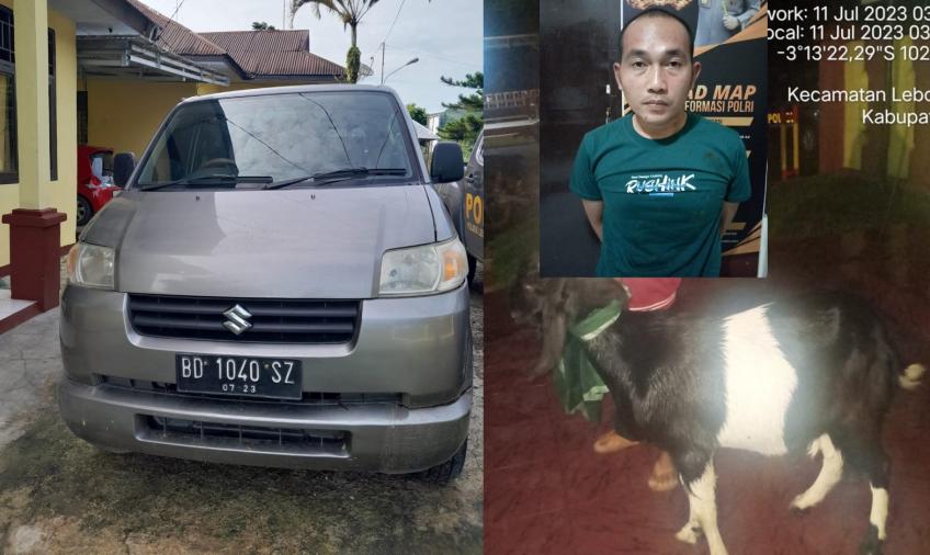 Lebong - Pencuri hewan ternak asal Kabupaten Bengkulu Selatan, beraksi di Kabupaten Lebong. Adapun, terduga pelaku yang berhasil diamankan petugas kepolisian adalah seorang pria berinisial AAP (27), seorang buruh harian lepas warga Kelurahan Pagar Dewa Kecamatan Kota Manna Kabupaten Bengkulu Selatan.  Kapolres Lebong Polda Bengkulu AKBP Awilzan melalui Kapolsek Lebong Selatan Iptu Kuat Santoso mengatakan, terduga pelaku beraksi di kediaman korban Toko Ariwibowo (46), warga Kelurahan Tes Kecamatan Lebong Sel