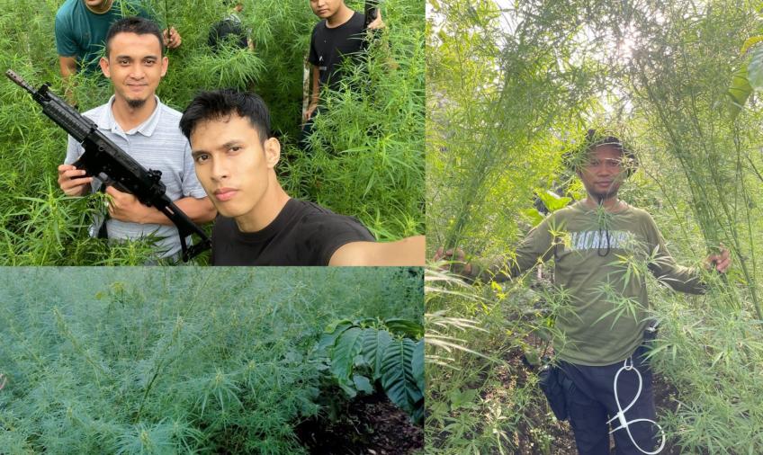 Polda Bengkulu Ungkap Ladang Ganja di Rejang Lebong di Lahan 1,5 Hektar