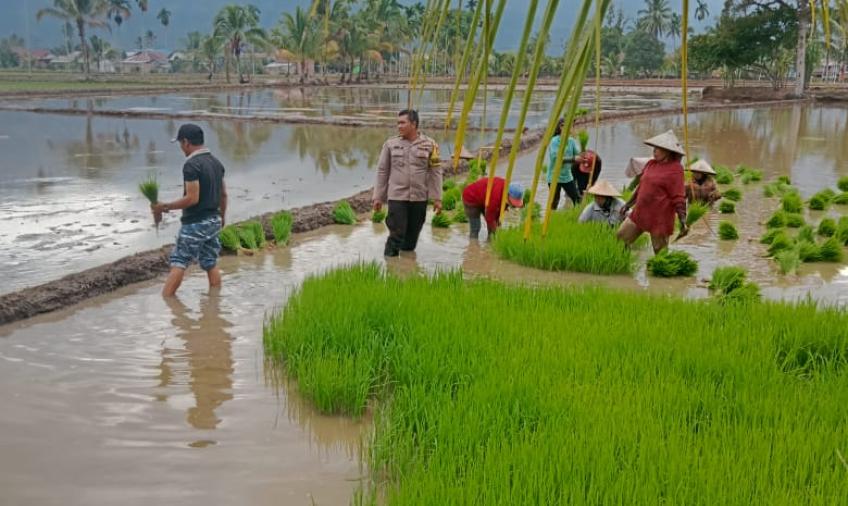Bentuk Mendukung Ketahanan Pangan, Bhabinkamtibmas Polsek Lebong Utara Ikut Cabut Bibit Padi MT2