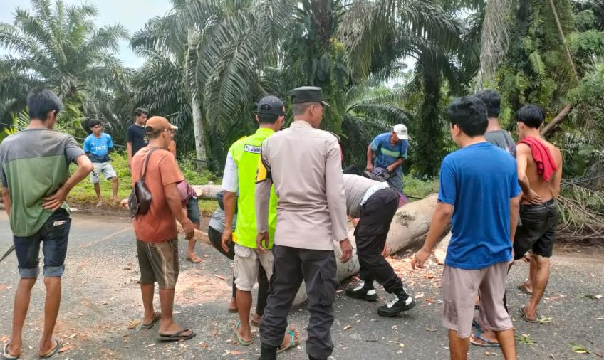 Quick Respon, Bersama Satlantas Polres Bengkulu Utara, Personel Polsek Lais Bersihkan Jalan Dari Pohon Tumbang 