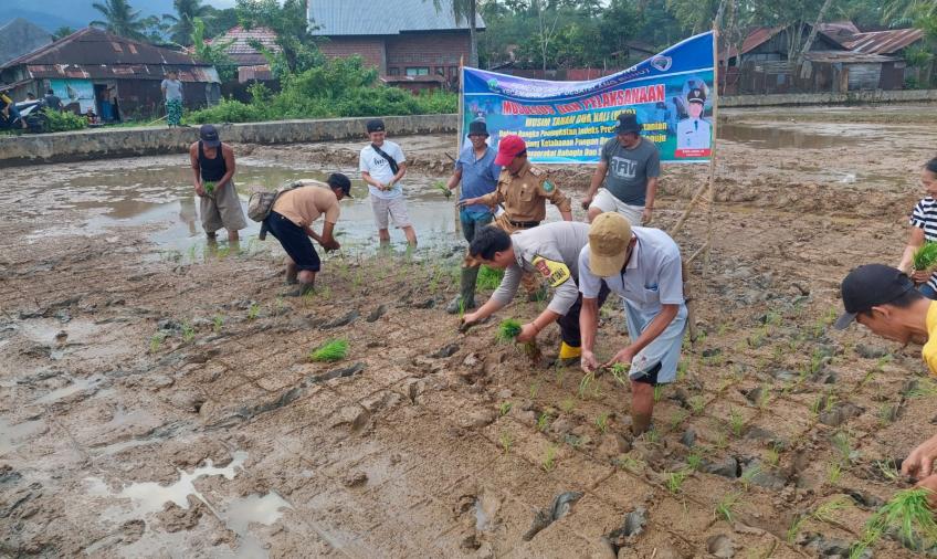 Bersama Warga, Bhabinkamtibmas Turut Menanam Padi di Lahan MT2