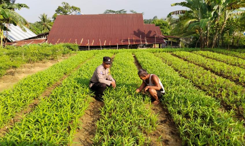 Aipda Andi Marwanto Sambang DDS Tanaman Cabai dan Kangkung Untuk Dukung Ketahanan Pangan