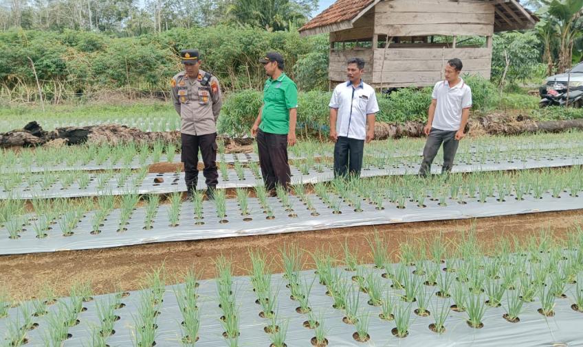 Kapolsek Padang Jaya Melakukan Pengamatan dan Monitoring Perkembangan Tanaman Bawang Merah