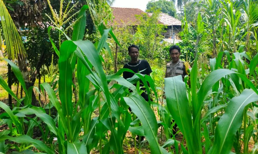 Bhabinkamtibmas Polsek Ketahun Sambang DDS Tanaman Jagung Untuk Dukung Ketahanan Pangan