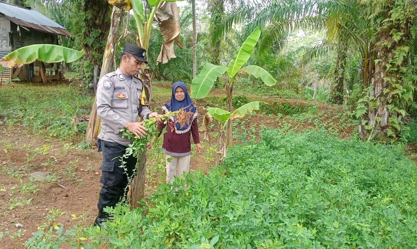 Bhabinkamtibmas Polsek Giri Mulya Sambangi Tanaman Pangan Lestari masyarakat di Desa Tanjung Anom