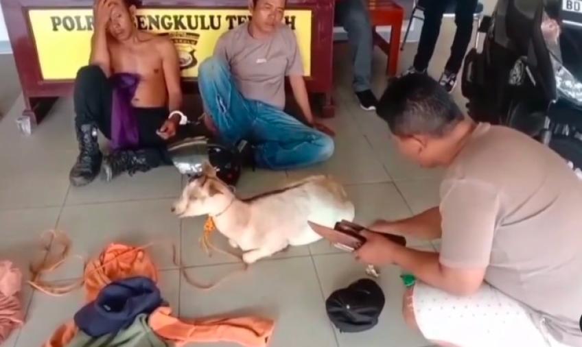 Curi 2 Ekor Kambing Kepergok Pemilik, 2 Warga Benteng Kabur ke Jalan Tol