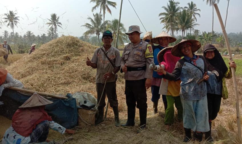 Bhabinkamtibmas Polsek Lebong Selatan Ikuti Panen MT2 di Desa Manai Blau