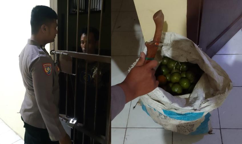 Kepergok Mencuri Sekarung Jeruk, Warga Rimbo Diamankan Polisi