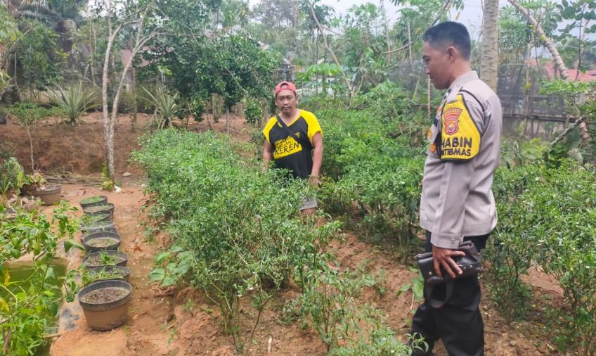 Jaga Ketahanan Pangan, Bhabinkamtibmas Polsek Ketahun Sambangi Warga Binaanya
