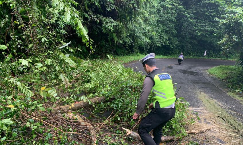 Respon Cepat, Satlantas Polres Kepahiang Evakuasi Pohon Tumbang