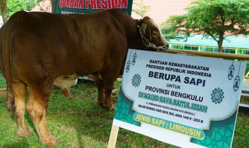 Sapi kurban