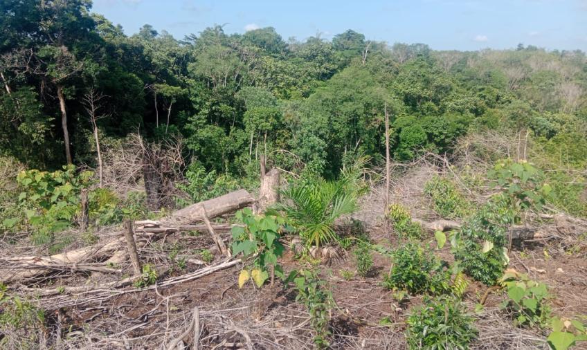 Garbeta Soroti Alih Fungsi Hutan Bengkulu Jadi Kebun Sawit