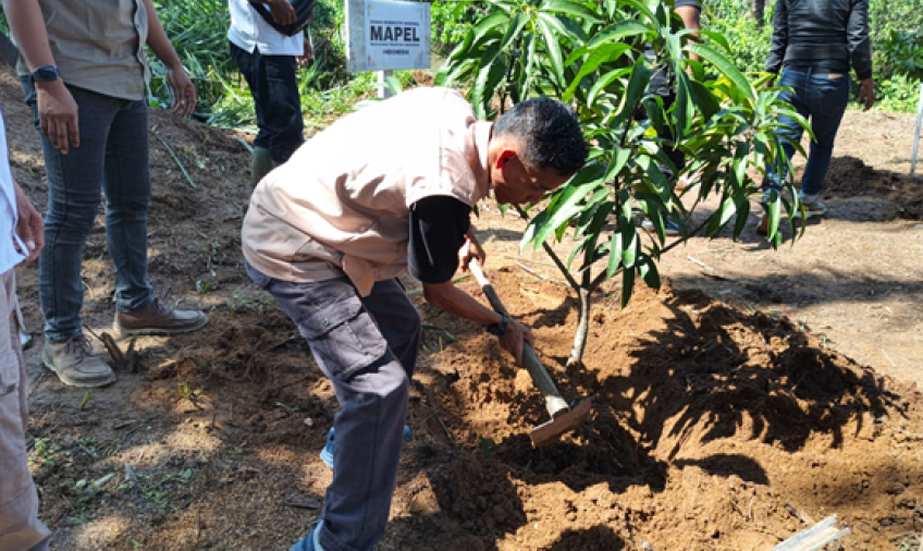 Kasrul Pardede Ketua Masyarakat Peduli Lingkungan (Mapel) Bengkulu melakukan penanaman 1000 Pohon